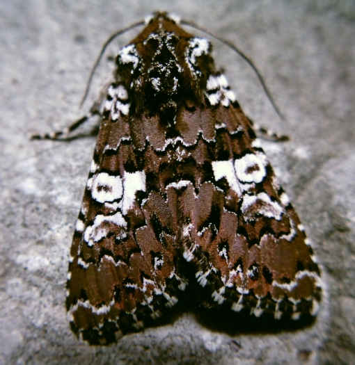 Lepidotteri endemici sardi